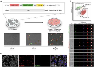 FUCCI-Based Live Imaging Platform Reveals Cell Cycle Dynamics and Identifies Pro-proliferative Compounds in Human iPSC-Derived Cardiomyocytes